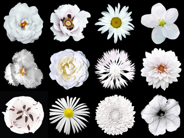 Collage of natural and surreal white flowers 12 in 1: peony, dahlia, primula, aster, daisy, rose, gerbera, clove, chrysanthemum, cornflower, flax, pelargonium, marigold, tulip isolated on black