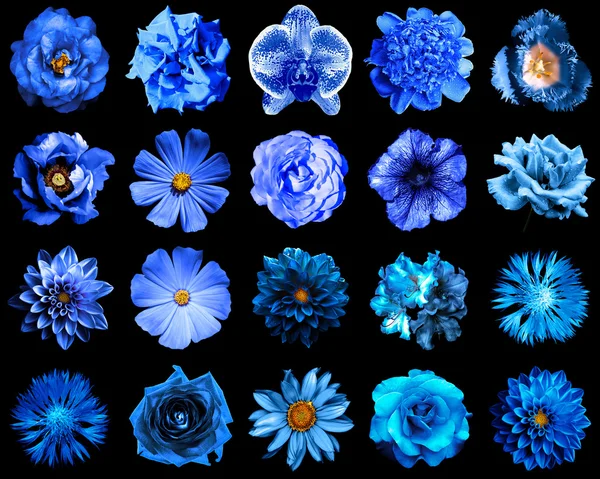 Collage av naturliga och surrealistiska blå blommor 20 i 1: pion, dahlia, primula, aster, daisy, rose, gerbera, kryddnejlika, krysantemum, blåklint, lin, pelargonium, ringblomma, tulip isolerade på svart — Stockfoto