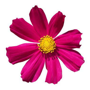 Pembe çiçek Primula makro üzerinde beyaz izole