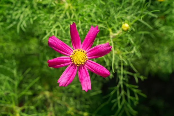 Zartrosa Blütenprimeln im Garten — Stockfoto