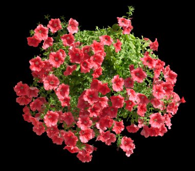 Siyah izole kırmızı althea çiçekli pot asılı