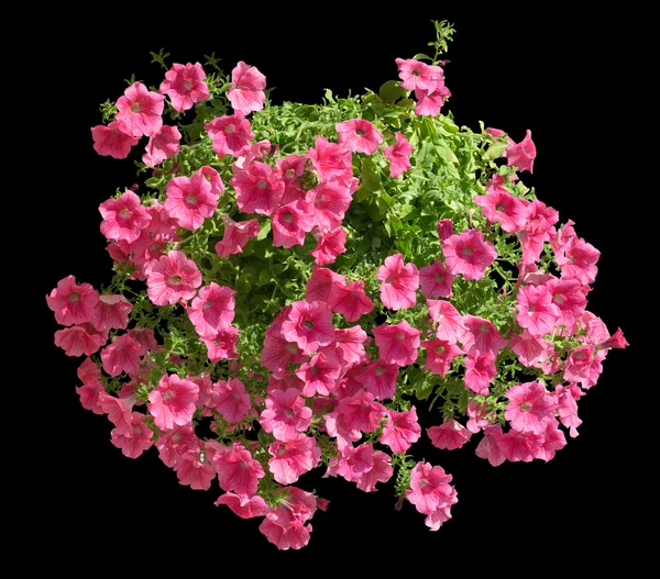 Hanging pot with pink althea flowers isolated on black — Stock Photo, Image