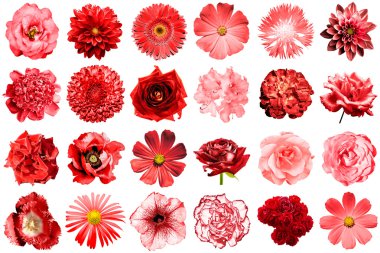 Doğal ve gerçeküstü kırmızı çiçekler 24 1 karışımı kolaj: şakayık, dahlia, primula, aster, papatya, gül, gerbera, karanfil, krizantem, cornflower, keten, pelargonium, kadife çiçeği, lale beyaz izole