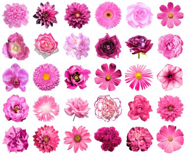 Kolaj doğal ve gerçeküstü pembe çiçekler 30 içinde 1: Şakayık, dahlia, çuha çiçeği, aster, papatya, gül, gerbera, karanfil, Kasımpatı, Peygamber Çiçeği, keten, ıtır, kadife çiçeği, üzerinde beyaz izole Lale