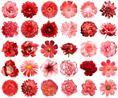 Doğal ve gerçeküstü kırmızı çiçekler 30 karışımı kolaj 1: şakayık, dahlia, primula, aster, papatya, gül, gerbera, karanfil, krizantem, cornflower, keten, pelargonium, kadife çiçeği, lale beyaz izole