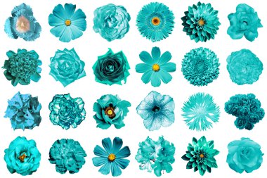 Doğal ve gerçeküstü turkuaz kolaj çiçekler 24 1: Şakayık, dahlia, çuha çiçeği, aster, papatya, gül, gerbera, karanfil, Kasımpatı, Peygamber Çiçeği, keten, ıtır, kadife çiçeği, üzerinde beyaz izole Lale