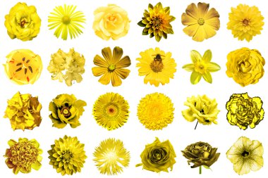 Doğal ve gerçeküstü sarı çiçekler 24 1 kolaj: şakayık, dahlia, primula, aster, papatya, gül, gerbera, karanfil, krizantem, cornflower, keten, pelargonium, kadife çiçeği, lale beyaz izole