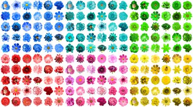 1doğal ve gerçeküstü mavi, kırmızı, pembe, yeşil, turkuaz ve sarı çiçekler beyaz izole 180 Mega paketi