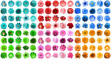 Mega pack 1 120 doğal ve üzerinde beyaz izole gerçeküstü mavi, turuncu, kırmızı, yeşil, turkuaz ve pembe çiçek