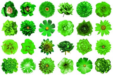Doğal ve gerçeküstü yeşil çiçekler 24 1 kolaj: şakayık, dahlia, primula, aster, papatya, gül, gerbera, karanfil, krizantem, cornflower, keten, pelargonium, kadife çiçeği, lale beyaz izole