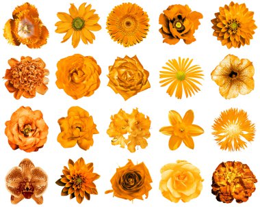 Doğal ve gerçeküstü portakal çiçekleri kolaj 20 1: şakayık, dahlia, primula, aster, papatya, gül, gerbera, karanfil, krizantem, cornflower, keten, pelargonium, kadife çiçeği, lale beyaz izole