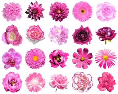 Kolaj doğal ve gerçeküstü pembe çiçekler 20 1: Şakayık, dahlia, çuha çiçeği, aster, papatya, gül, gerbera, karanfil, Kasımpatı, Peygamber Çiçeği, keten, ıtır, kadife çiçeği, üzerinde beyaz izole Lale