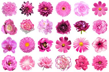 Doğal ve gerçeküstü pembe çiçekler 24 1 kolaj: şakayık, dahlia, primula, aster, papatya, gül, gerbera, karanfil, krizantem, cornflower, keten, pelargonium, kadife çiçeği, lale beyaz izole