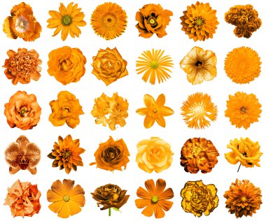Kolaj doğal ve gerçeküstü turuncu çiçekler 30 içinde 1: Şakayık, dahlia, çuha çiçeği, aster, papatya, gül, gerbera, karanfil, Kasımpatı, Peygamber Çiçeği, keten, ıtır, kadife çiçeği, üzerinde beyaz izole Lale