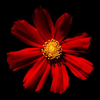 Kırmızı gerçeküstü çiçek Primula makro siyah izole