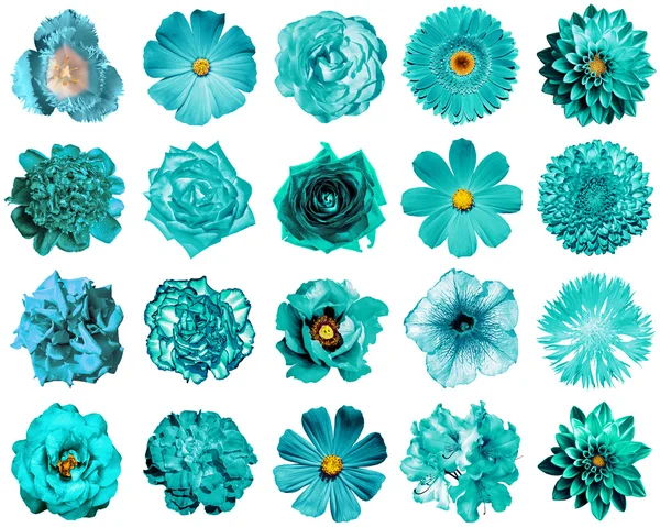 Collage di fiori turchesi naturali e surreali 20 in 1: peonia, dalia, primula, aster, margherita, rosa, gerbera, chiodi di garofano, crisantemo, fiordaliso, lino, pelargonio, calendula, tulipano isolato su bianco — Foto Stock