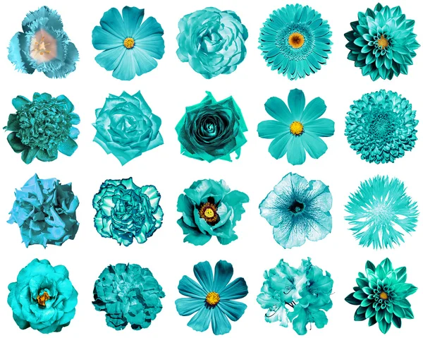 Collage of natural and surreal turquoise flowers 20 in 1: peony, dahlia, primula, aster, daisy, rose, gerbera, clove, chrysanthemum, cornflower, flax, pelargonium, marigold, tulip isolated on white