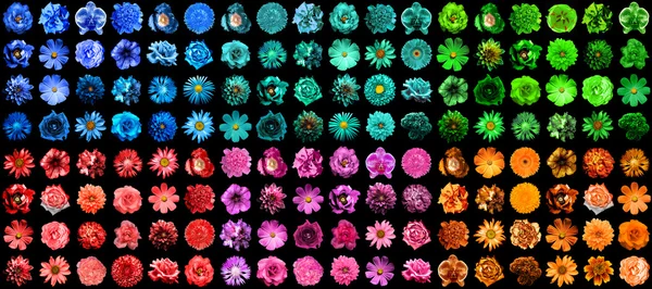 Mega pack of 144 in 1 natural and surreal blue, orange, red, green, turquoise and pink flowers isolated on black