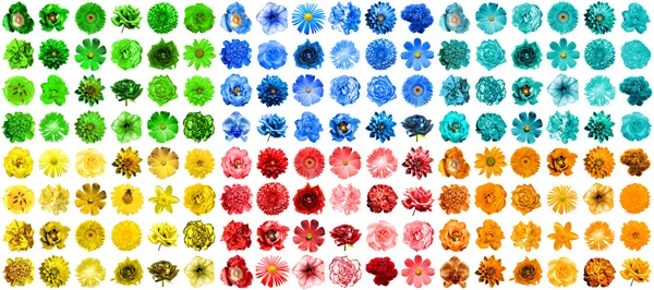 Mega-Packung mit 144 Stück in 1 natürlichen und surrealen blauen, orangen, roten, grünen, türkisfarbenen und gelben Blüten isoliert auf weiß — Stockfoto