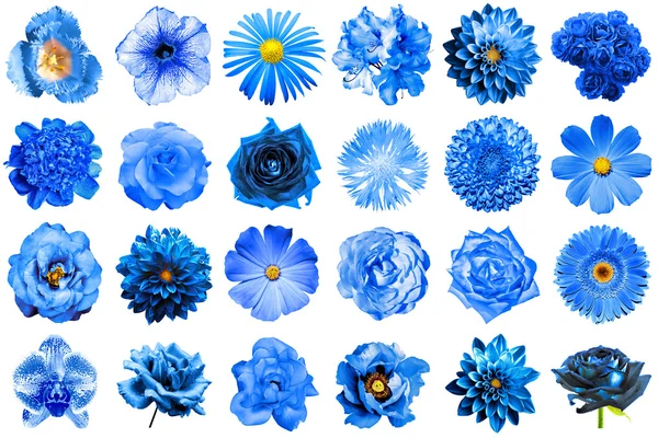 Collage de flores azules naturales y surrealistas 24 en 1: peonía, dalia, primula, astro, margarita, rosa, gerberas, clavo de olor, crisantemo, aciano, lino, pelargonio, caléndula, tulipán aislado en blanco — Foto de Stock