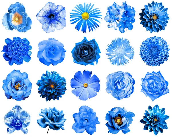 Doğal ve gerçeküstü mavi çiçekler 20 1 kolaj: şakayık, dahlia, primula, aster, papatya, gül, gerbera, karanfil, krizantem, cornflower, keten, pelargonium, kadife çiçeği, lale beyaz izole