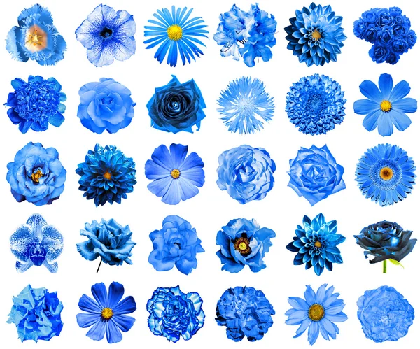 Collage av naturliga och surrealistiska blå blommor 30 i 1: pion, Dahlia, Primula, Aster, Daisy, Rose, Gerbera, kryddnejlika, krysantemum, blåklint, lin, Pelargonium, ringblomma, tulpan isolerad på vitt — Stockfoto