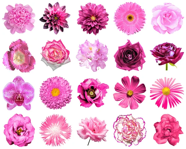 Collage de flores rosadas naturales y surrealistas 20 en 1: peonía, dalia, primula, astro, margarita, rosa, gerberas, clavo de olor, crisantemo, aciano, lino, pelargonio, caléndula, tulipán aislado en blanco — Foto de Stock