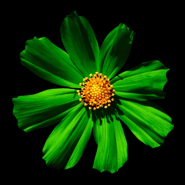 Grüne surreale Blütenprimel Makro isoliert auf schwarz — Stockfoto