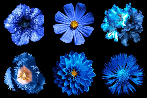 काळ्या वर वेगळे 1 मध्ये निळ्या फुलांचे कोलाज मिक्स करा 6 — स्टॉक फोटो, इमेज