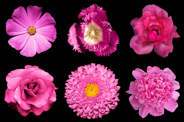 Mezclar collage de flores rosadas 6 en 1 aislado en negro — Foto de Stock