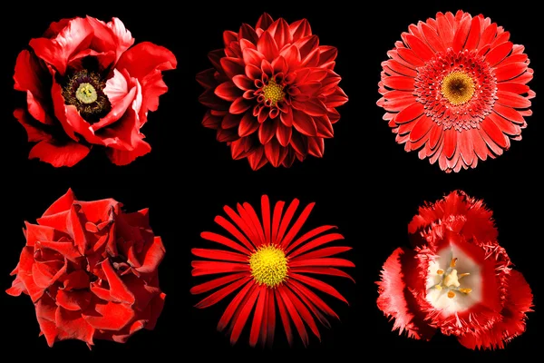 Mix collage of red flowers 6 in 1 isolated on black — Stock Photo, Image