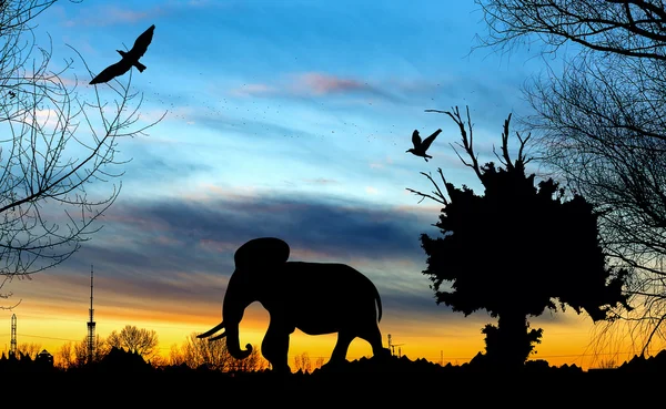 Selva con árbol viejo, aves y elefante sobre fondo azul y dorado nublado al atardecer —  Fotos de Stock