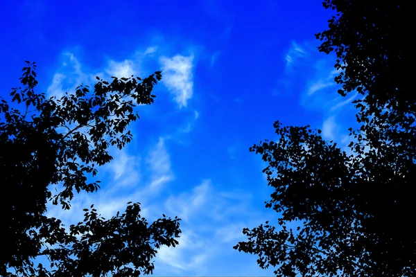 Σιλουέτα του δέντρου φύλλα σε φόντο μπλε συννεφιά — Φωτογραφία Αρχείου