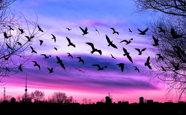 Aves voladoras y paisaje urbano sobre hermoso fondo púrpura atardecer — Foto de Stock