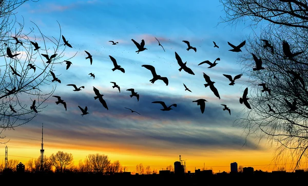 Aves voladoras y paisaje urbano sobre hermoso fondo dorado al atardecer — Foto de Stock