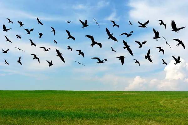 Vliegende vogels en stadsgezicht op de groene weide en blauwe bewolkte hemelachtergrond — Stockfoto