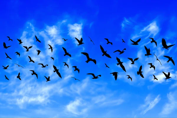 Aves voadoras em fundo céu azul nublado — Fotografia de Stock