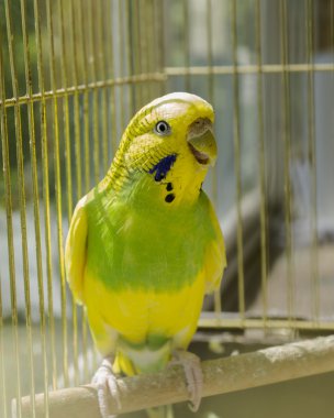 Yellow and green parrot in a golden cage