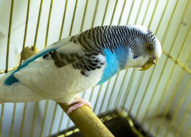 Blue and white parrot in golden cage