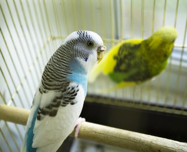 Blue and white parrot in golden cage