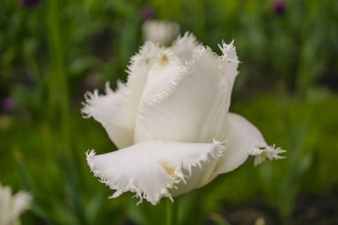 Beyaz karanfil makro arka plan