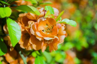 Turuncu çiçek bir çalı