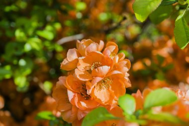 Turuncu çiçek bir çalı