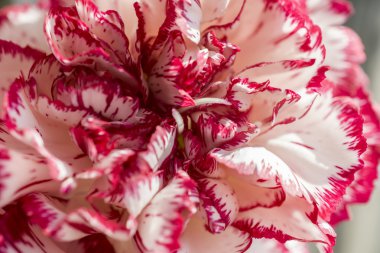 Egzotik kırmızı ve beyaz Karanfil makro arka plan