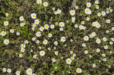 Beyaz papatya (chamomiles) alan