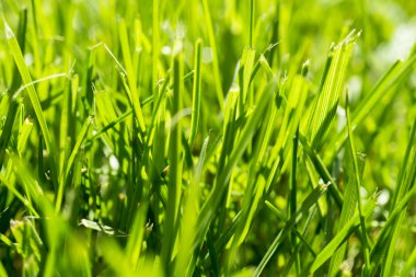 Freshly cuted green grass in the garden macro