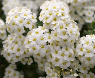 Green bush with clusters of white flowers background
