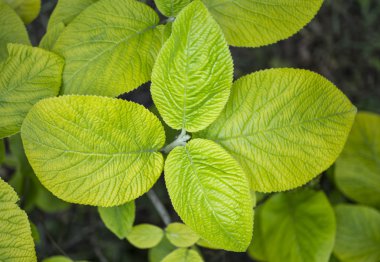 Bahçe makro planda parlak yeşil yaprakları
