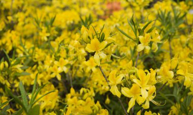Bush ile yeşil yaprakları makro sarı çiçek