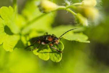 Orange beetle on the green leaves macro photography